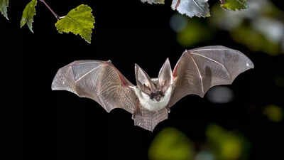 A 56-million-year bat mystery may finally have an answer, and it points to Europe