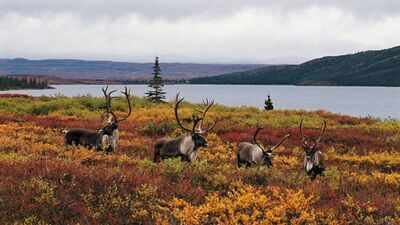 2,800+ wolves killed, nearly $10 million spent and 15 caribou herds still at risk: Why scientists say British Columbia is targeting the wrong problem