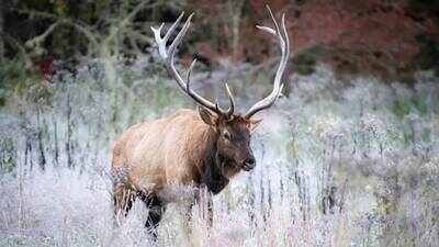 In 2001, 25 elk were brought to Great Smoky Mountains National Park from Kentucky; 25 years later, more than 250 elk have been recorded in the Smokies