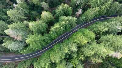 A $5.5M Portland power project could remove 400 trees from Forest Park while powering over 55,000 homes; the deal has split conservation groups