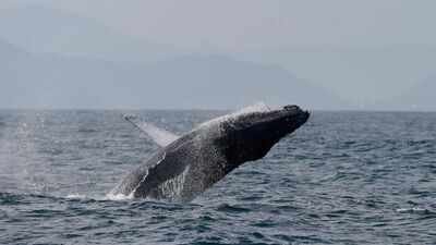 A humpback whale breaches off the coast of Rio de Janeiro, Brazil. (AP photo) Once hunted to near extinction, Brazil’s humpback whales make a stunning comeback, population surges from just 2,000 to nearly 35,000 in two decades