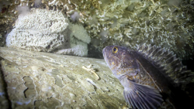 In 2015, Canada sank a 113-metre retired warship off British Columbia; five years later, monitoring had recorded more than 170 marine species on the wreck