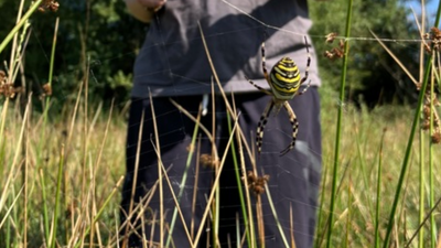 A striking yellow-and-black spider has turned up in Cheshire for the first time (Image Credit: Chester Zoo) A brightly striped wasp spider has been recorded in Cheshire for the first time; Chester Zoo says the harmless species is moving north as warming reshapes where British wildlife can survive