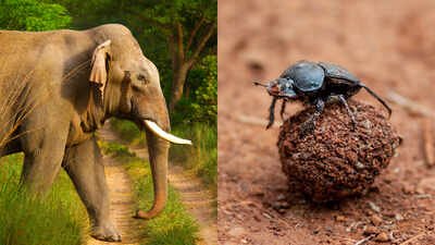 According to the research published by Science Adviser newsletter, dung beetles rarely attract the attention given to elephants, but their work is fundamental to healthy soils and functioning ecosystems. Scientists excluded elephants from East African savanna plots for 15 years; dung beetle numbers fell 67%, biomass dropped 51% and species richness declined 23%, revealing how elephants sustain an insect network