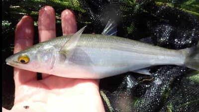 In 2020, Tasmania treated invasive rice grass in Duck Bay; three years later, fish species had more than doubled from 5 to 11 and average catches rose from about 2 to 45 per net