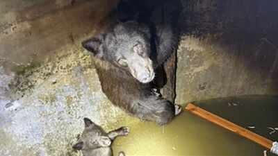 Photo credit: California Department of Fish and Wildlife Hikers heard ‘howling’ from a California water tank; rescuers found a mother bear and her cubs trapped inside and spent hours freeing them