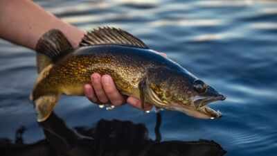 Both McDermott Lake and Sandy Beach Lake had previously supported natural walleye recruitment. In 2018, scientists began removing about 285,000 fish from Wisconsin's McDermott Lake; 4 years later yellow perch were up 788%, but walleye recruitment was still zero