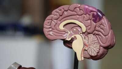 Not one, but two? Stanford University scientists find the brain is two separate organs Not one, but two? Stanford University scientists find the brain is two separate organs