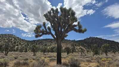 California acquired 640 acres near Pioneertown for western Joshua tree conservation (Image Credit: Department of Fish and Wildlife, State of California) California acquired 640 acres near Pioneertown for western Joshua tree conservation; climate projections rank it among Southern California's best future habitats, with tribal co-management now being planned