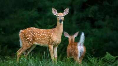 Representative image In 2023, researchers tested human voices, predator calls, dog barks and flashing lights on elk and deer in British Columbia; human shouts scared them most