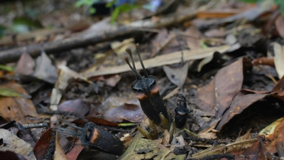 A ‘devil flower’ with no leaves, no branches, no green part has been discovered in a Thai forest, scientists say its bizarre appearance is hiding an even stranger secret