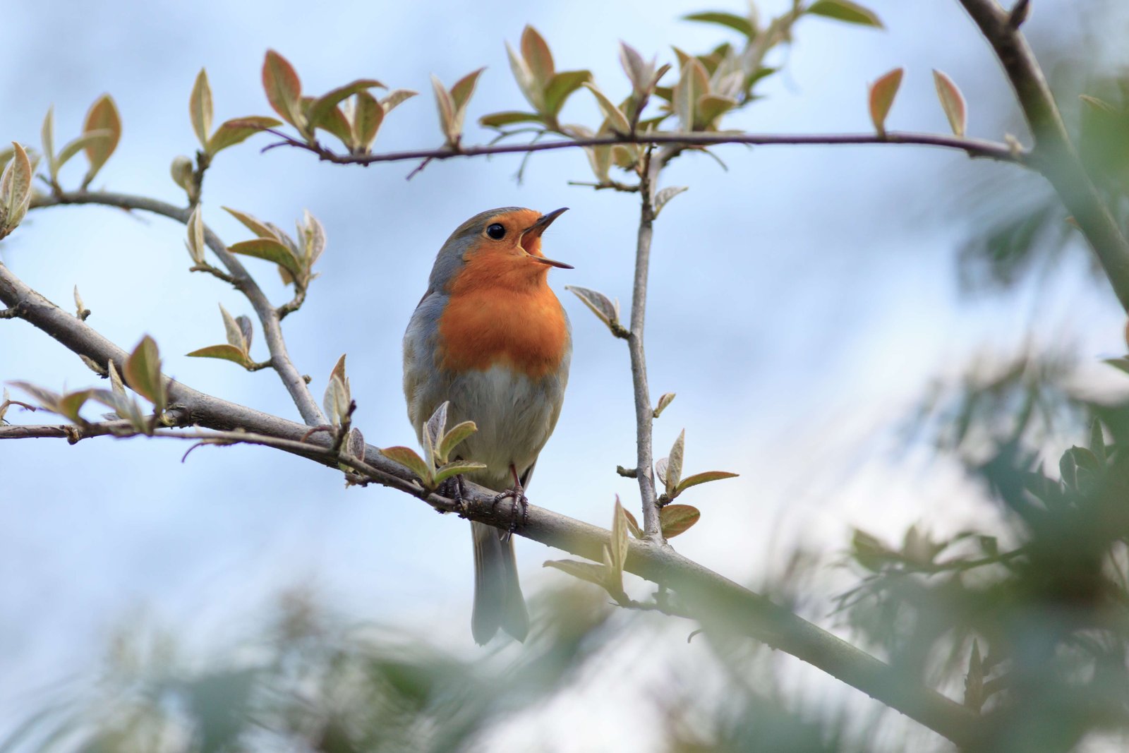 Do some birds really sound better than others? Science has an answer