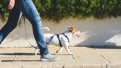 Dog walking (Representational image) Meet the 30-year-old who quit law to walk dogs, earns up to $530 a day, works fewer hours and says she now makes more than she did in her corporate career