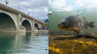 During its first decade, the partnership installed approximately 90 acres of artificial habitat, improving about 875 acres of cove complexes. In 1992, a partnership began rebuilding Lake Havasu’s declining fish habitat; 90 acres of artificial habitat helped improve about 875 acres of coves, with habitat now created across 124 coves