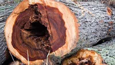 Elm diseasePhoto: Canva 60 years after Dutch elm disease devastated America’s 100 million iconic trees, now scientists have infected 6,000 young elms in a radical bid to bring them back