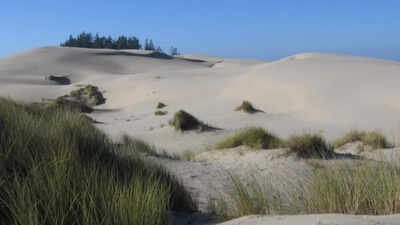 European beachgrass (Ammophila arenaria) is now well established in the Oregon dunes In 1910, Oregon planted European beachgrass to stabilize shifting dunes; it spread along the coast, reshaped the landscape and squeezed open sandy habitat used by native wildlife