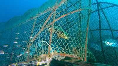 A US cleanup program removed more than 14,000 lost fishing traps weighing nearly 600,000 pounds in two years and documented almost 36,000 trapped animals; 11 new projects will now target another 15,450 traps