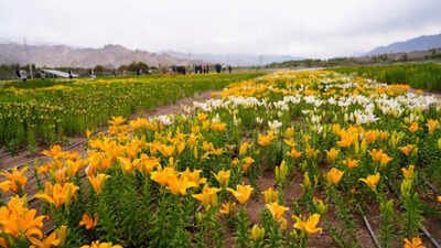 Spread across 40 acres at Choglamsar and Stakna, the gardens house more than 25 lakh high-value flowers, Flowers at 10,600ft: World’s highest twin fields unveiled in Leh