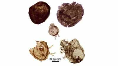 Fossils reveal complex features in single-celled eukaryotes 1.7 billion years ago Photo credit: Leigh Anne Riedman via Science Daily Scientists found more than 12,000 fossils in 1.7-billion-year-old Australian rocks; the ancient cells were early eukaryotes, offering clues to how complex life evolved long before animals appeared