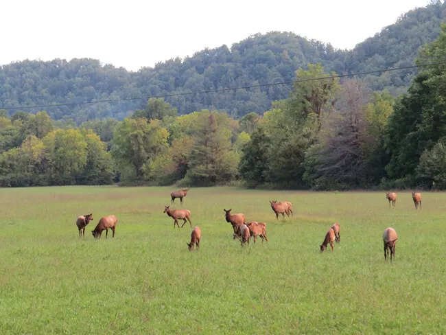 From 25 elk in 2001 to more than 250 today, the Smokies’ elk reintroduction has become a remarkable conservation story.