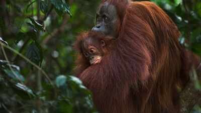 Gold miners have breached a refuge built for rescued orangutans; 14 hectares of Indonesia’s sanctuary damaged in 3 years