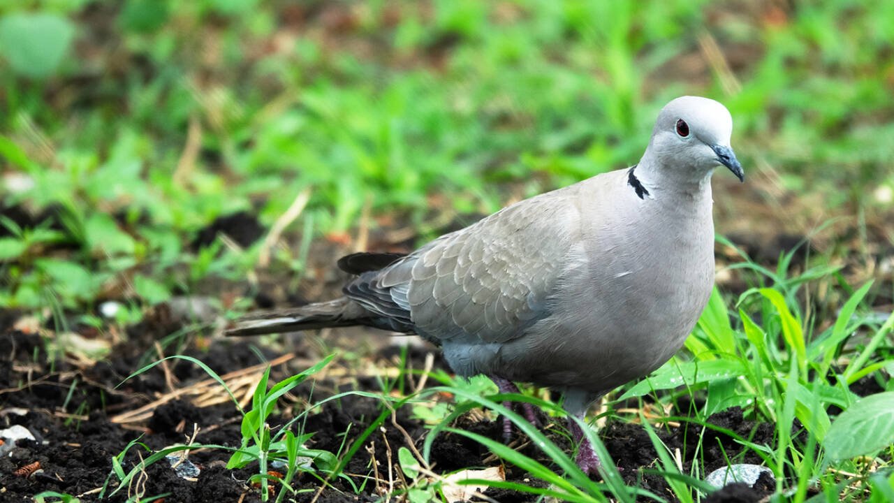 If the released turtle doves continue to thrive, they are expected to make an extraordinary journey of around 3,000 miles to sub-Saharan Africa for the winter before returning to Britain in spring.