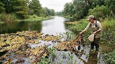 In 2001, scientists released 880 tiny weevils against a weed choking Texas waterways; by 2003, giant salvinia had almost disappeared