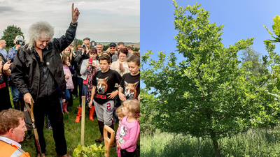 In 2013, Brian May joined villagers to plant the first oak on 157 acres in Dorset (Image Credit: Linda Lamon) In 2013, Brian May joined villagers to plant the first oak on 157 acres in Dorset; a decade later, 101,000 trees and shrubs had helped bring wildlife back to land previously used for growing crops