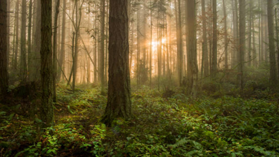 In the 1950s, Hugo Meyer began buying abandoned Vermont farmland to grow timber; his family has now helped permanently protect more than 18,000 acres from development