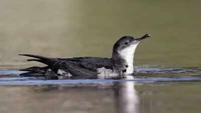 In the latest 2025 monitoring data, St Agnes and Gugh recorded 225 apparently occupied breeding sites (AOBs) for Manx shearwaters In 2013, St Agnes and Gugh began removing invasive rats brought by 18th-century shipwrecks; 12 years later, Manx shearwater breeding sites rose from 22 to a record 225