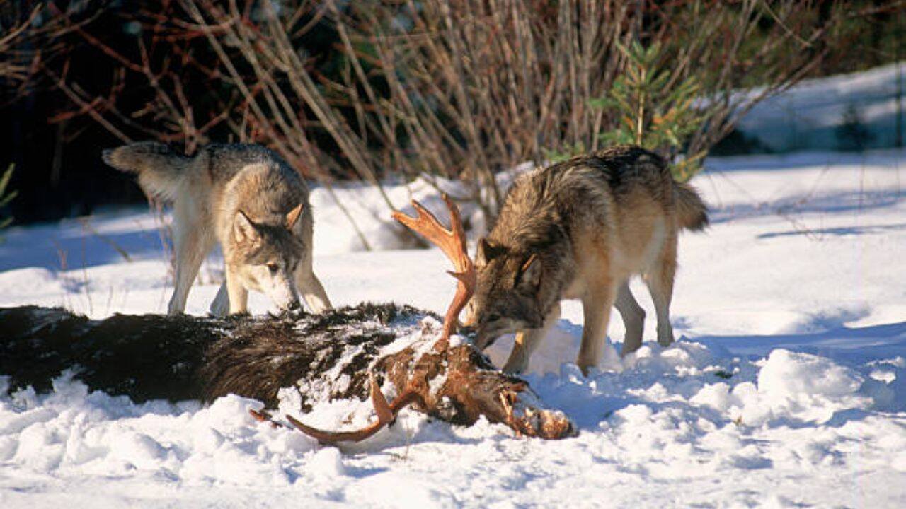 Intervening in an ecosystem<br><br>