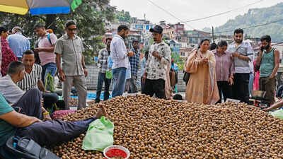 A street vendor sells walnuts on the occasion of the Sayar festival, in Mandi on Wednesday. (ANI Photo) Kashmir cracks walnut success code, turns to medium-sized, grafted trees