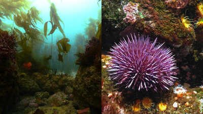Kelp forests are among the most productive ecosystems in the ocean. They provide habitat for fish and invertebrates while supporting marine mammals and other wildlife In 2013, California began removing millions of purple urchins from barren reefs; seven years later, more than 55 acres of kelp forest had returned