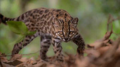 A Leopardus tilcayo cat walks at the Senda Verde animal refuge in the Yungas region, Bolivia (Picture credit: Reuters) Meet Tilcayo: The tiny wild cat discovered in Bolivia's cloud forests after more than a century