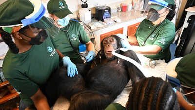 File phot: A chimpanzee formerly used in research receives a comprehensive health check at a retirement sanctuary for chimpanzees, in Bapakwali, Liberia. 'Second chance': Chimps used in hepatitis B experiments get comprehensive health checks in Liberia