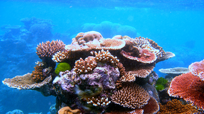 In 2001, Hurricane Iris devastated southern Belize; the damage inspired Lisa Carne’s coral-restoration work, which has now outplanted over 100,000 corals