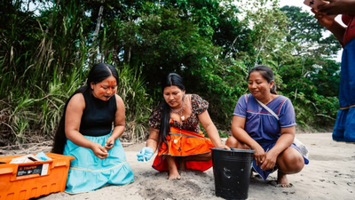 Meet the 'Turtle Women' of Amazon: 7 Indigenous women are bringing vulnerable river turtles back from the brink after releasing 208 baby turtles into the wild
