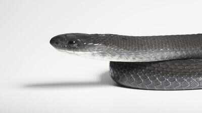New snake species discovered in Ethiopia (X) New snake species discovered in Ethiopia that eats only bird eggs; scientists explain its bizarre diet