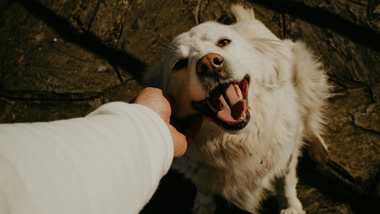 Pets can become part of a meaningful life, but they do not replace children<br>