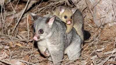 PossumsRepresentative image In 1837, New Zealand imported possums for a fur trade; 189 years later, aerial photos show they have damaged about half the vulnerable trees in one rare South Island forest