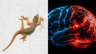 What if your ‘lizard brain’ never existed? Scientists challenge a 70-year-old theory and uncover the wiring battle that may have shaped human intelligence