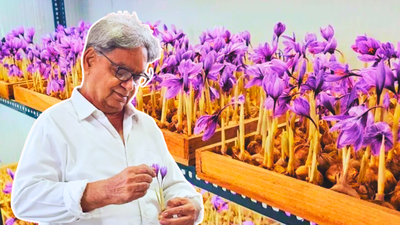 Ramesh Gera grows saffron indoors in a controlled setup in Noida. In 2019, this engineer started cultivating saffron, not in Kashmir but inside a room in Noida; he invested ₹6 lakh and now earns an estimated ₹3.5 lakh a month