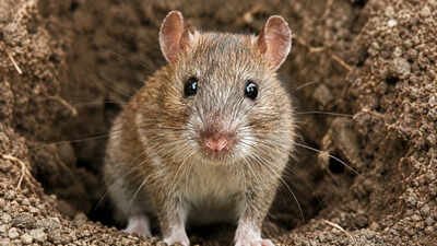 Representative image In 2011, up to 30,000 rats were eradicated from Palmyra Atoll; five years later native tree seedlings jumped from fewer than 150 to more than 7,700
