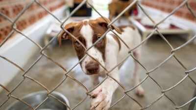 Representative image In 2017, June Thomas started rescuing ‘rez dogs’ from her home in Manitoba; after surveying 200 homes and helping sterilise 65+ animals, she has now opened an on-reserve shelter
