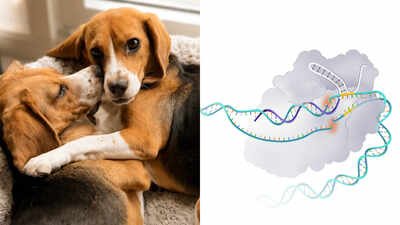 Researchers tested saliva and dander from the gene-edited dogs and found no detectable Can f 1 protein. The resulting 25 reconstructed embryos were implanted into a surrogate beagle, which eventually gave birth to Alfie and Bailey. Researchers edited 25 beagle embryos to remove a major dog allergen; two pups born in 2024 produced no detectable Can f 1 and did not trigger one allergic founder’s skin-prick test