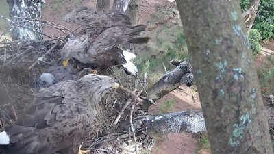 Satellite monitoring has become an important part of understanding how the reintroduced birds are adapting. Data from previous fledglings has shown the young eagles travelling widely across the UK as they establish their own territories. England released its first 6 white-tailed eagles in 2019 after a 240-year absence; by 2026, the project had produced 9 wild-born chicks, including 3 this summer
