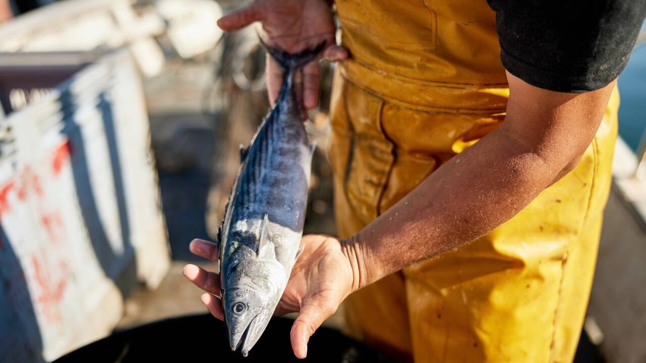 Southern California anglers are catching fish usually found farther south