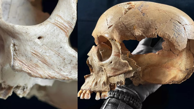 Image: Cut marks on adult human skull from Majolicas Cave/Antonio Rodríguez-Hidalgo Spanish cave remains reveal repeated cannibalism in prehistoric Europe, from violent deaths to human skulls turned into cups