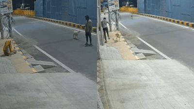 Stray dogs intervened to save a mentally ill woman from an alleged assault Watch: Stray dogs save mentally ill woman from sexual assault attempt in Coimbatore