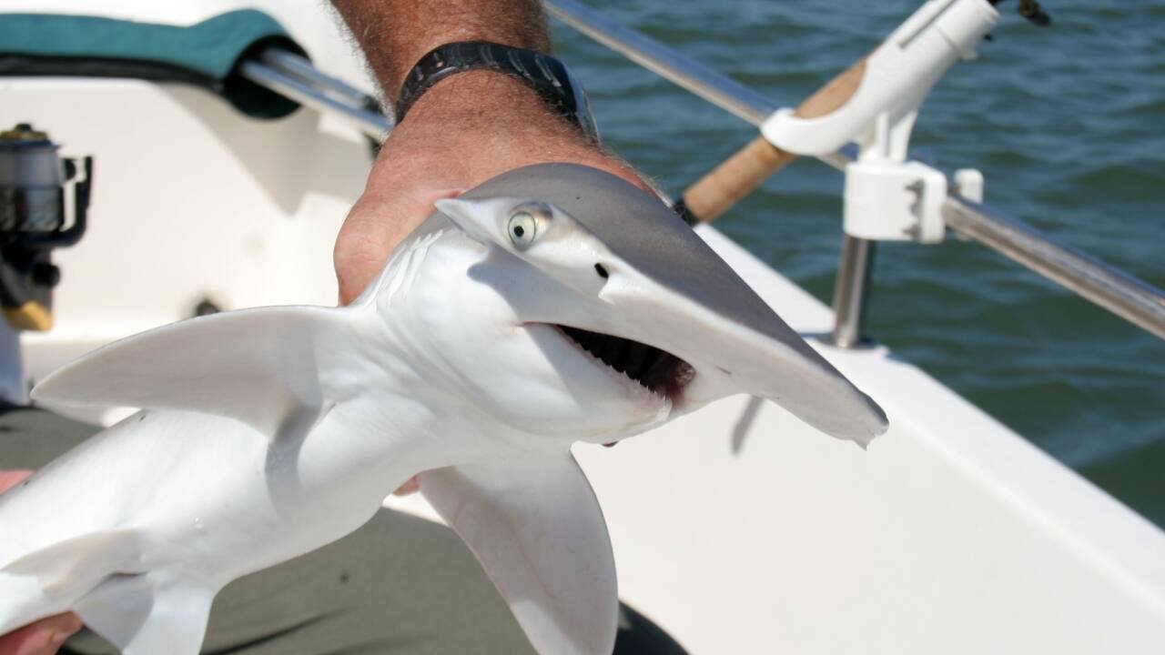 <strong>Warm ocean waters bring rare, giant fish to Southern California</strong>